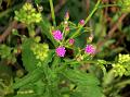 Little Ironweed